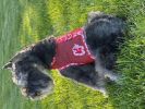 Cool Mesh Harness Hawaiian Hibiscus - Red