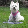 Soft Pull Traffic Dog Leash - Cobalt Blue