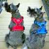 Venture Paw PULL CONTROL Harness - Mountain Lake -          Made with tough Outer Duck Fabric and Soft Mesh Lining. No Pulling / Front and Top D-Ring