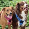 Venture Paw PULL CONTROL Harness - Mountain Lake -          Made with tough Outer Duck Fabric and Soft Mesh Lining. No Pulling / Front and Top D-Ring