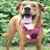 Venture Paw PULL CONTROL Harness - Wild Raspberry -          Made with tough Outer Duck Fabric and Soft Mesh Lining. No Pulling / Front and Top D-Ring